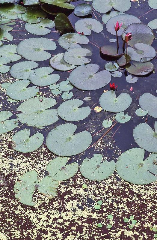 WT 0800 133-17 Thailand.jpg